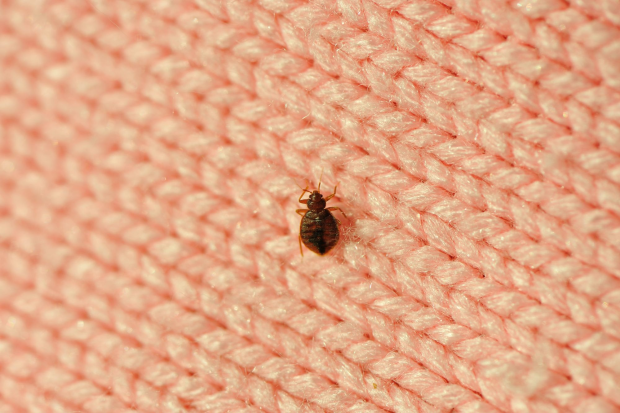 Bed-Bug-Treatment - Benicia Best Pest Pros | Benicia, CA | 707-348-9940