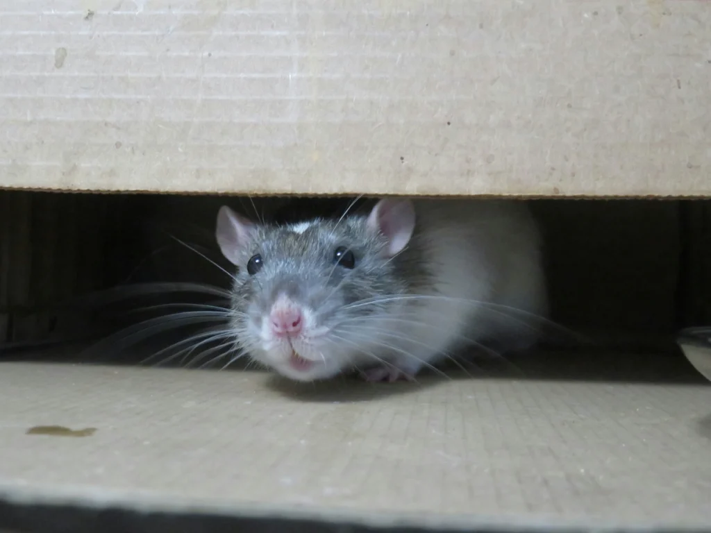 Common-Signs-of-a-Rodent-Problem - Benicia Best Pest Pros | Benicia, CA | 707-348-9940