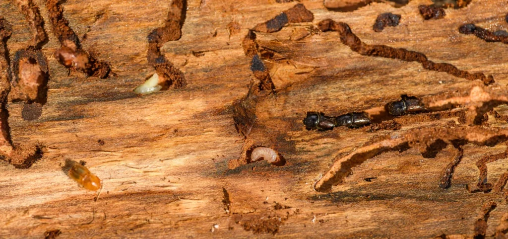 Is Your Home at Risk for Termite Damage - Benicia Best Pest Pros | Benicia, CA | 707-348-9940
