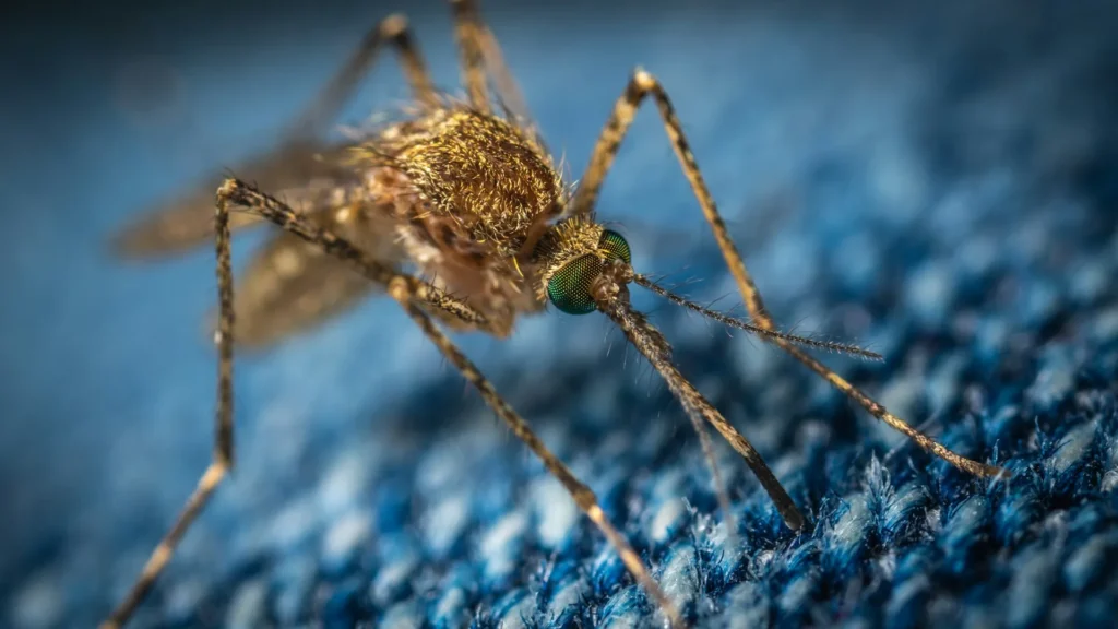 Mosquito Control - Benicia Best Pest Pros | Benicia, CA | 707-348-9940
