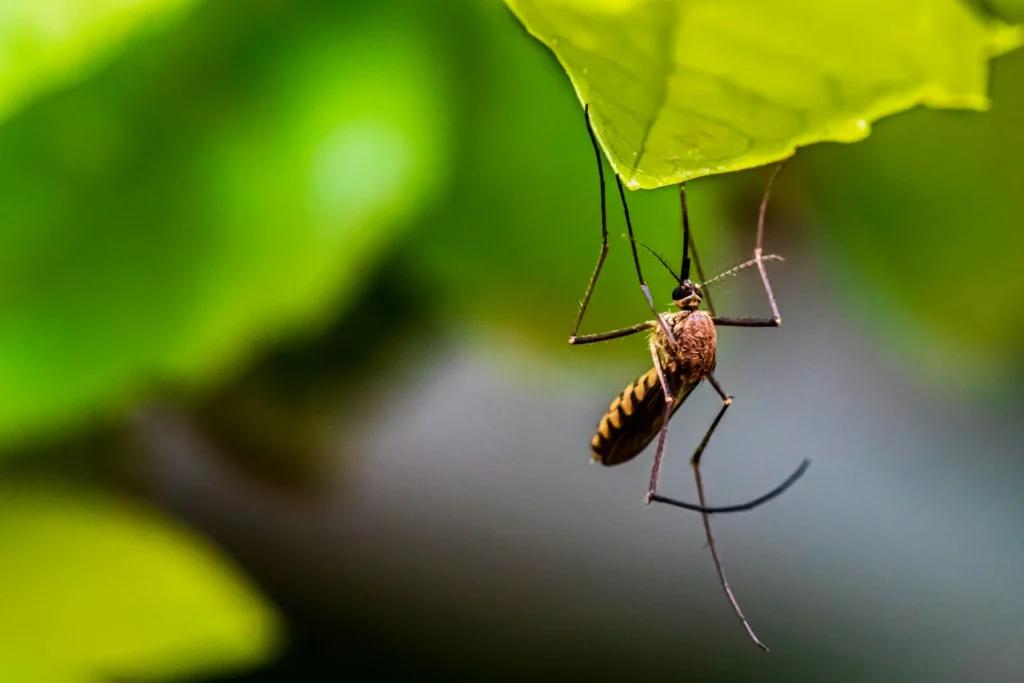 Mosquito-Control-for-Every-Outdoor-Space - Benicia Best Pest Pros | Benicia, CA | 707-348-9940