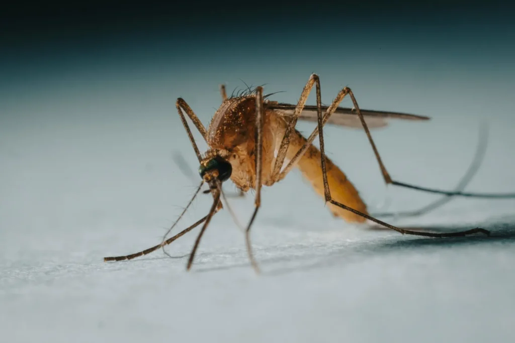 Protect Your Family from Mosquito-Borne-Diseases - Benicia Best Pest Pros | Benicia, CA | 707-348-9940