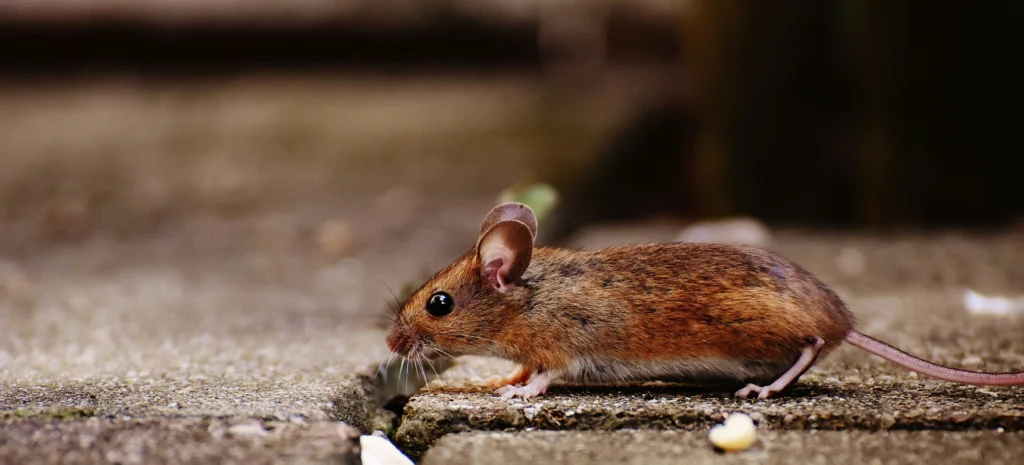 Residential-Commercial-Rodent-Solutions - Benicia Best Pest Pros | Benicia, CA | 707-348-9940