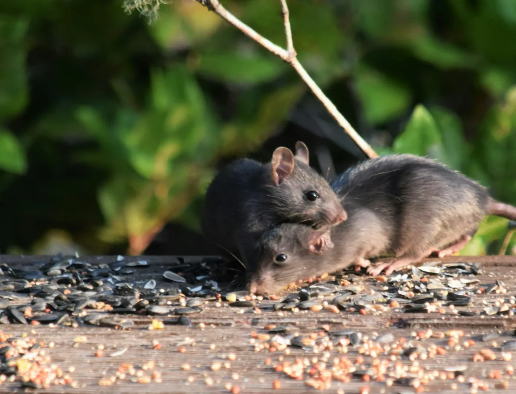 Rodent-Removal - Benicia Best Pest Pros | Benicia, CA | 707-348-9940