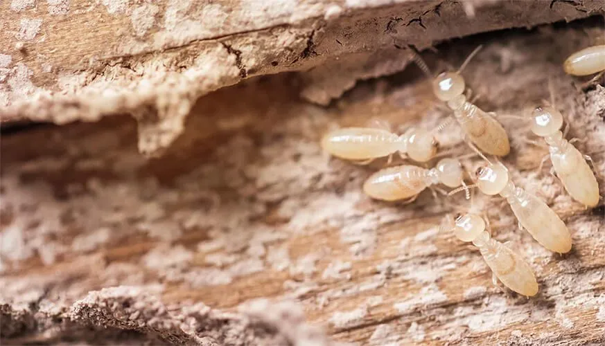 Signs You May Have a Termite Infestation - Benicia Best Pest Pros | Benicia, CA | 707-348-9940