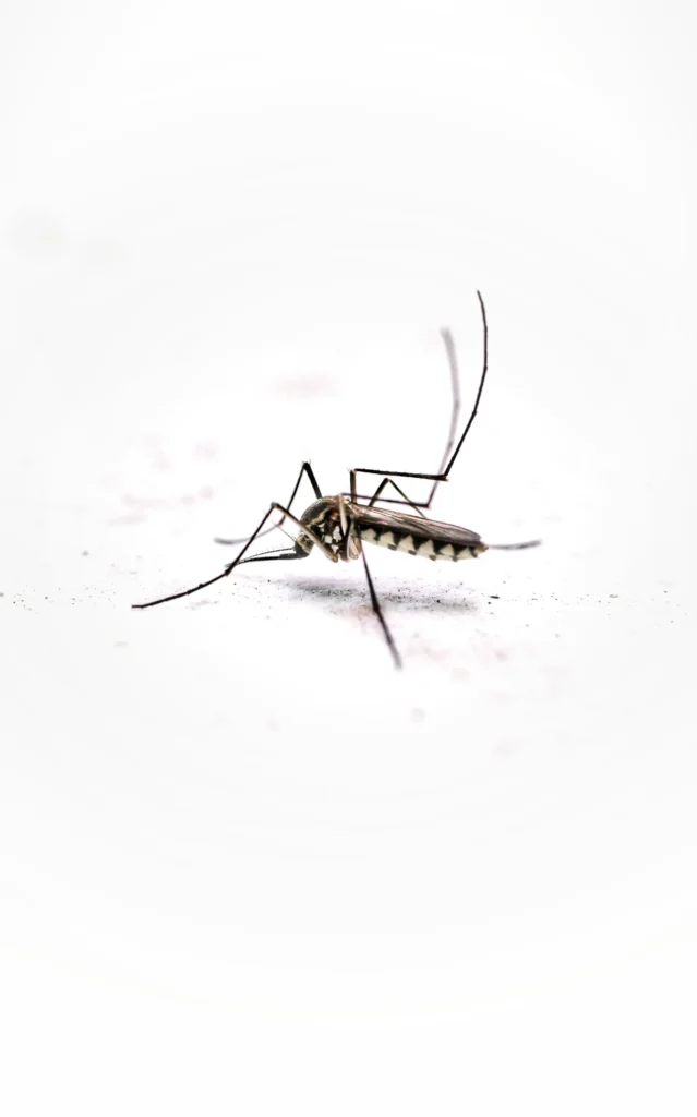 Tired of Mosquitoes Ruining Your Evenings - Benicia Best Pest Pros | Benicia, CA | 707-348-9940