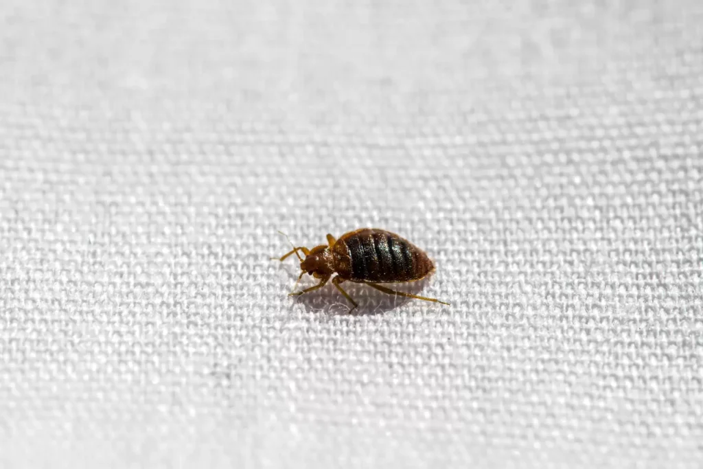 Why Bed Bug Heat Treatments Work Best - Benicia Best Pest Pros | Benicia, CA | 707-348-9940
