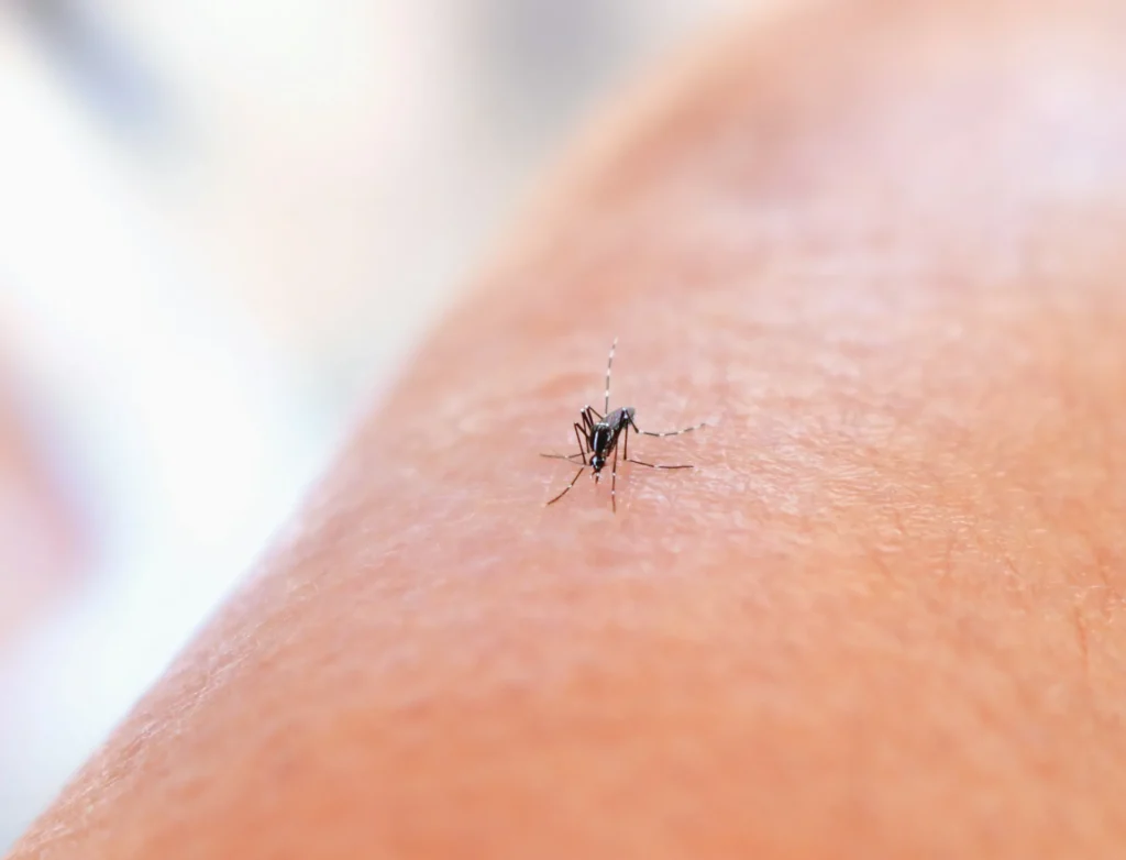 Why Choose Our Mosquito Control Services - Benicia Best Pest Pros | Benicia, CA | 707-348-9940